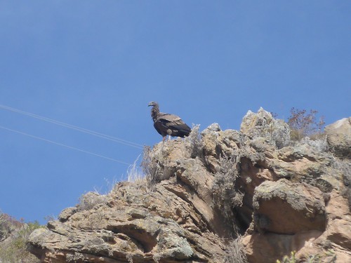 Condor perched on rocks